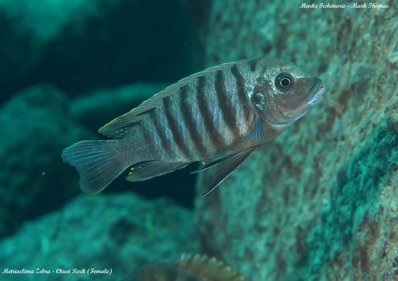 Maylandia zebra 'Chiwi Rocks'